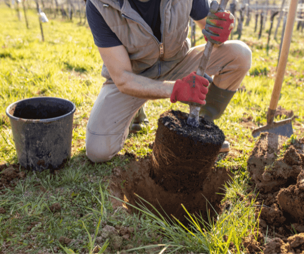 Treeapp Tree Planting